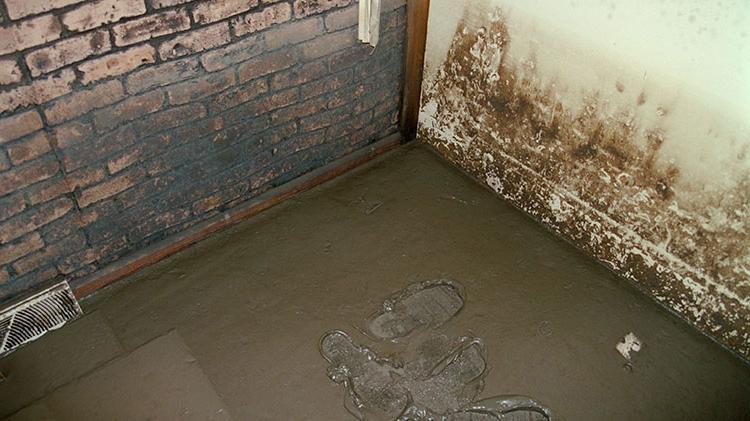 地下室墙上的霉菌.